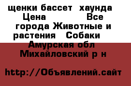 щенки бассет- хаунда › Цена ­ 20 000 - Все города Животные и растения » Собаки   . Амурская обл.,Михайловский р-н